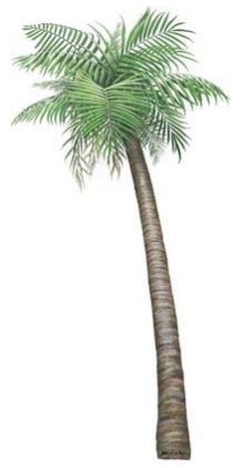 palm tree decals colorful