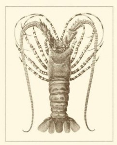 lobster art print